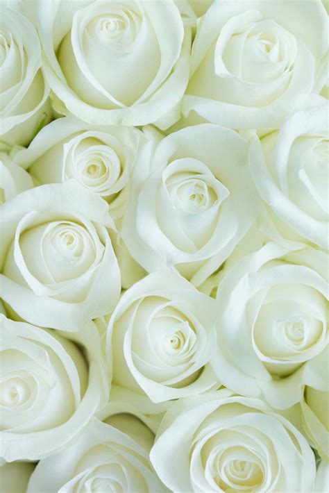 White Rose Iphone Wallpapers Top Free White Rose Iphone Backgrounds
