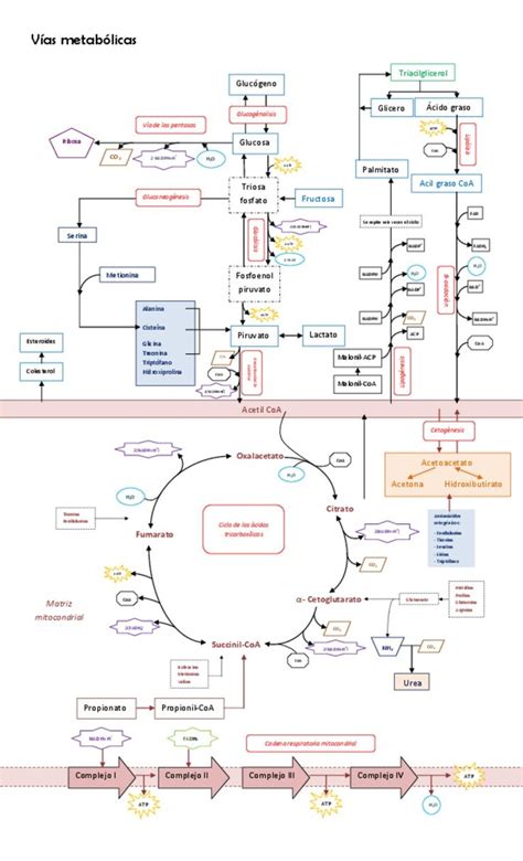 Diagrama Que Incluye Las Vías Metabólicas Más Importantes En La