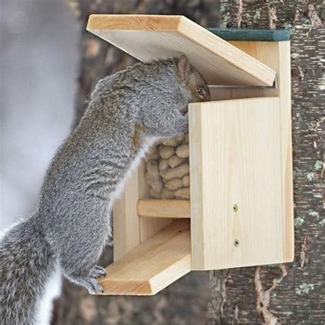 Image 0 Squirrel Feeder Squirrel Feeder Diy Squirrel Home