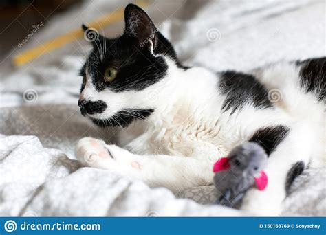 Cute Black And White Cat With Moustache Playing With Mouse