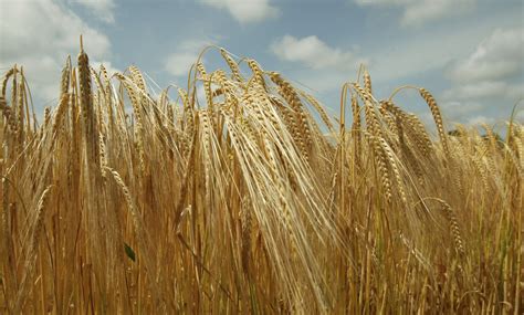 Spanish Market ‘may Demand More Barley Imports After Dry Season
