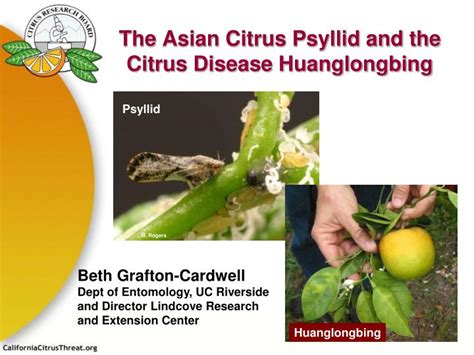 Ppt The Asian Citrus Psyllid And The Citrus Disease Huanglongbing