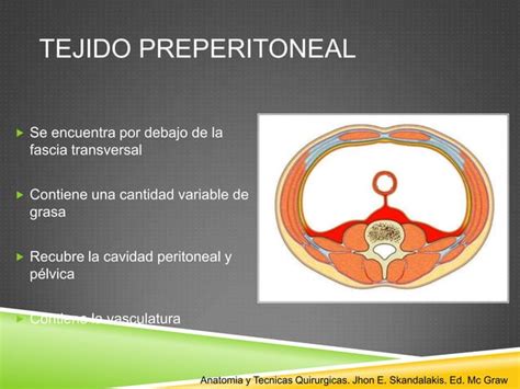 Anatomia Y Hernias De Pared Abdominal