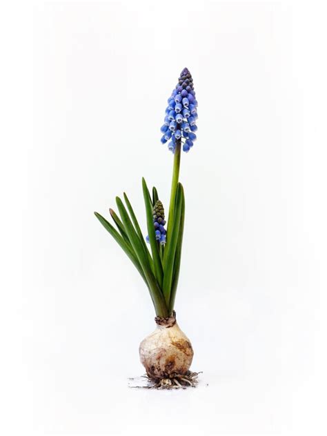 Propagating Grape Hyacinths Learn How T Propagate Muscari Grape