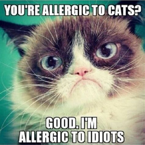 18 Best Grumpy Cat Memes Ever