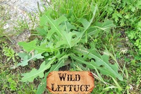 What Most People Dont Know About Wild Lettuce Theworldofsurvivalcom