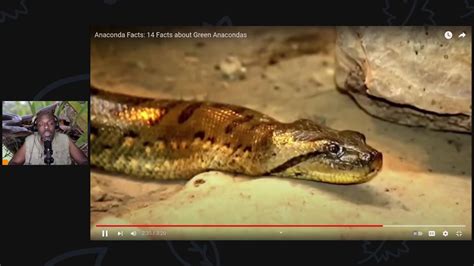 Anacondas 14 Facts About Anacondas Youtube