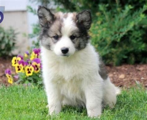 Samoyed German Shepherd Mix Everything You Need To Know Prefurred