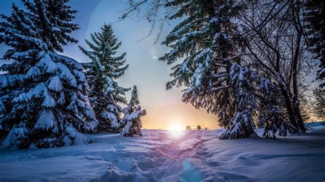 Download Wallpaper 2560x1440 Winter Snow Sunlight Path