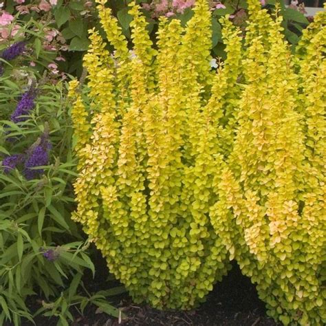 Berberis Thunbergii Maria Sin Sunjoy Gold Pillar