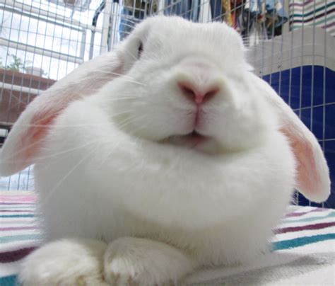 Holland Lop Blue Eyed White Bunny Rabbit Usa Holland Lop Bunny Rabbit