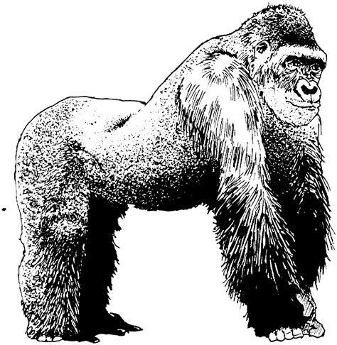 Gorilla black and white vector illustration. Free Gorilla Coloring Pages