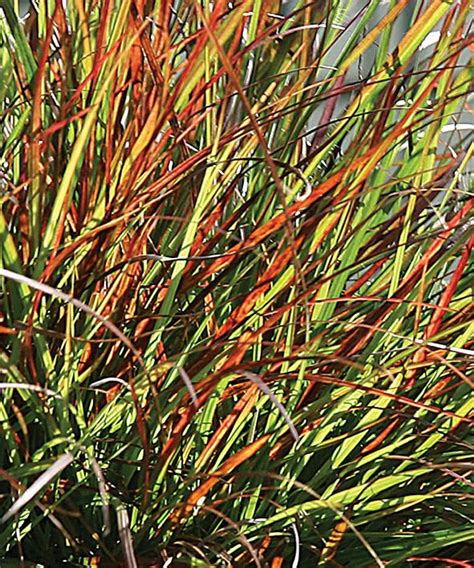 Pennisetum Alopecuroides Burgundy Bunny Seeder Perennial Grasses