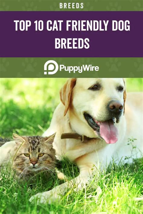 Top 10 Cat Friendly Dog Breeds Puppywire