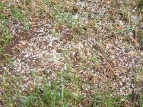 It's one thing to experience bare or thin spots due to the everyday rigors of. How To Plant Grass Seed In Bare Spots: Spot Seeding A Patchy Lawn | HubPages