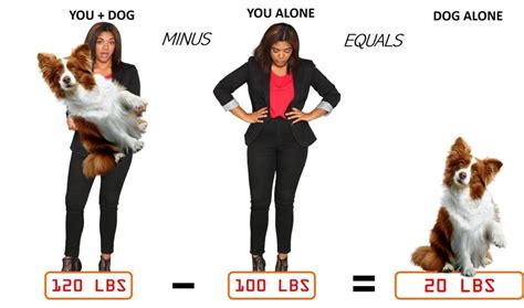 How Much Should Cavalier King Charles Spaniel Weigh Cavalier King Charles Spaniel Weight