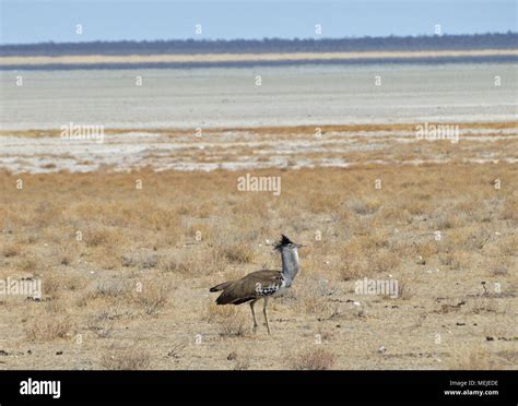 African Bird In Namibia Stock Photo Alamy