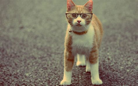 Animals Cats Felines Glasses Humor Funny Cute Eyes Face