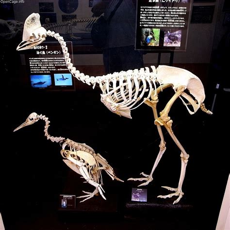 Skeletal Anatomy Of A Penguin