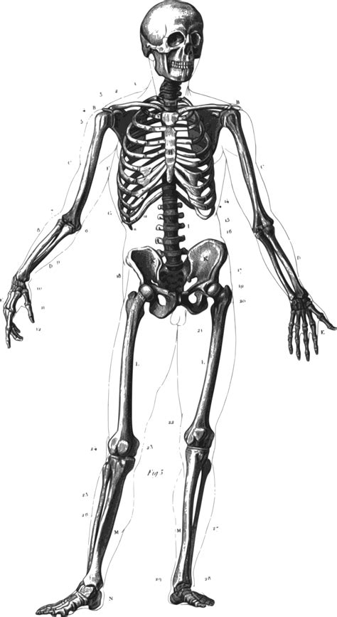 Maybe you would like to learn more about one of these? Clipart halloween skeleton, Clipart halloween skeleton ...