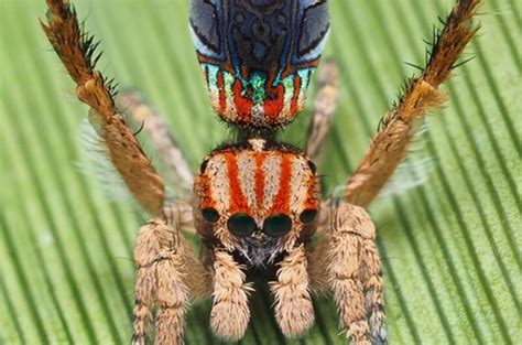 In Australia Found A Very Beautiful Spiders Just Look At Them