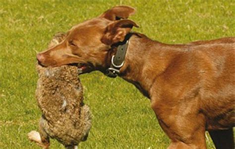 Lurchers The Best Dog For Rabbiting