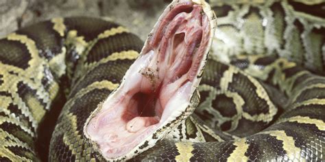 Burmese Python Snake Python