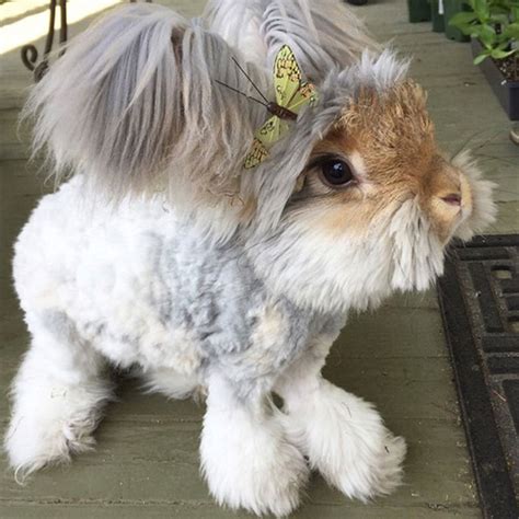 Meet Wally The Bunny With The Biggest Wing Like Ears