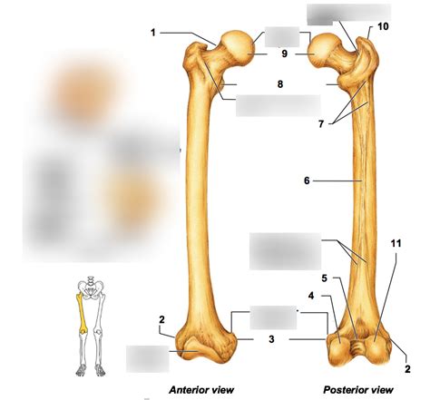 A P Lab The Femur And Patella Diagram Quizlet