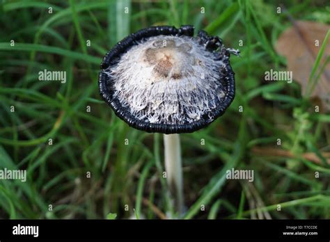 Close Up Of A Black Rind Roting Wild Mushroom In The Grass Stock Photo