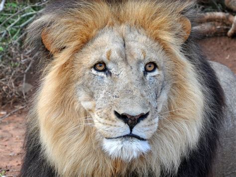 This is tier list png 1. loewe-maehne-2 - Pro Wildlife