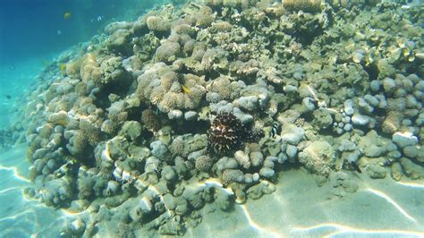 Kraken Octopus Am Cleopatra Makadi Bay 2017 Red Sea Youtube