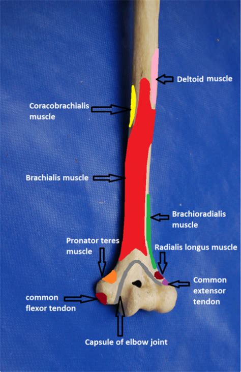 Humerus Anatomy Of The Upper Limb