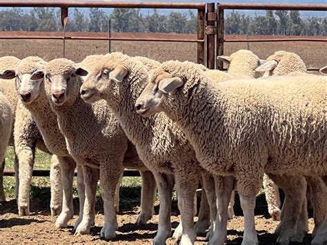 lot 387 125 mixed sex lambs auctionsplus