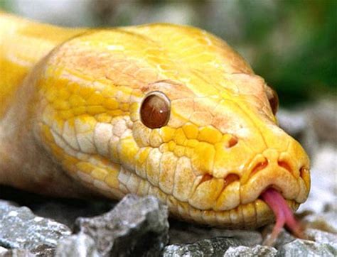 Burmese Python Watery Constrictor From South Asia