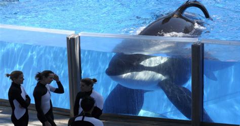 Sea World To End Killer Whale Breeding Phasing Out Captive Whales