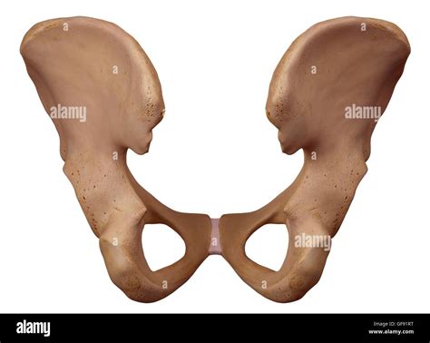 Human Hip Bone High Resolution Stock Photography And Images Alamy