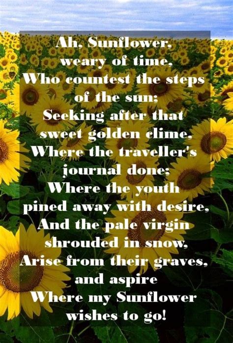 Ah Sunflower Poem William Blake Sunflower Poem Happy Quotes Life