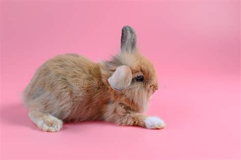 Fluffy Brown And Black Rabbit On Clean Pink Background Little Bunny