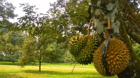 Tanaman Buah Buahan Thegorbalsla