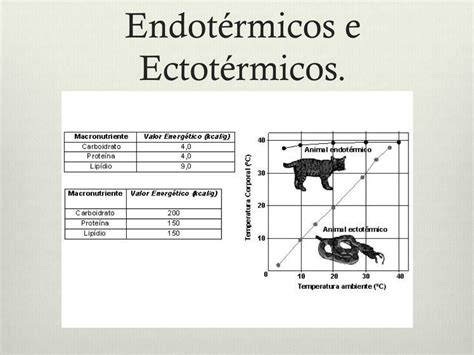 Os Termos Endotérmicos E Ectotérmicos São Utilizados Com Mais Frequência