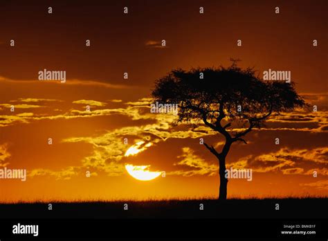 Umbrella Thorn Acacia Acacia Tortilis Silhouetté Au Lever Du Soleil