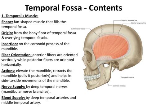 Ppt The Temporal Region And Temporo Mandibular Joint Tmj