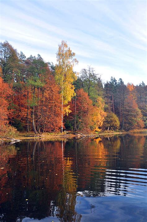 무료 이미지 경치 나무 자연 아침 잎 강 못 반사 가을 시즌 십일월 우디 식물 젖은 호수