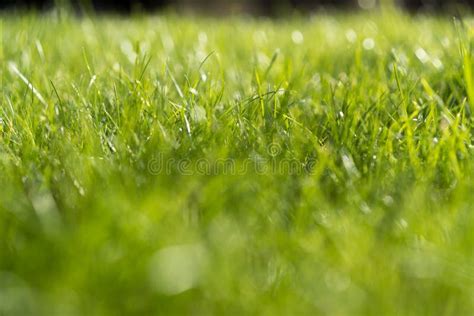 Fresh Green Grass Stock Image Image Of Meadow Growing 124437603