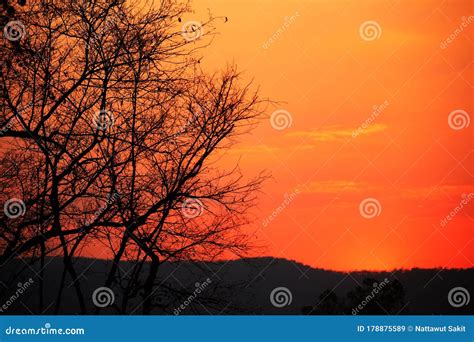 Sunset With The Silhouette Of The Trees Stock Image Image Of