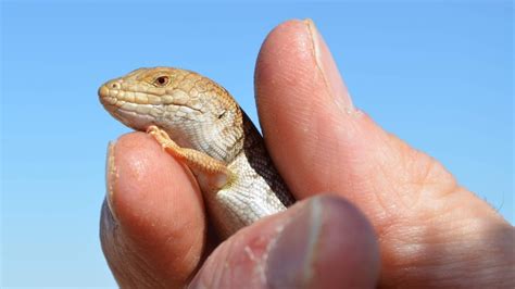Conservationists Hope To Breed Threatened Pygmy Blue Tongue Lizard In