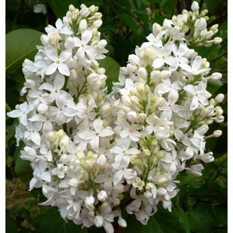 Angel White Syringa X Hyachintiflora