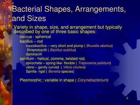 Ppt Bacterial Morphology Arrangement Powerpoint Presentation Free