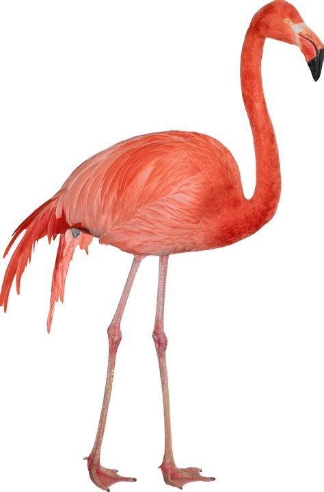Flamingo Hd Png Transparent Flamingo Hdpng Images Pluspng